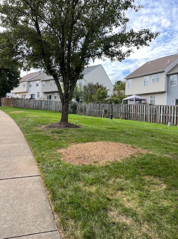 Stump-Grinding-Professional