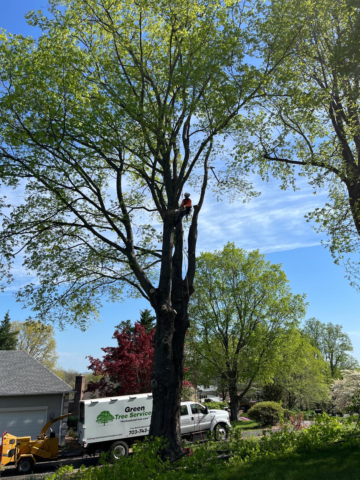 Tree-Trimming-Professional